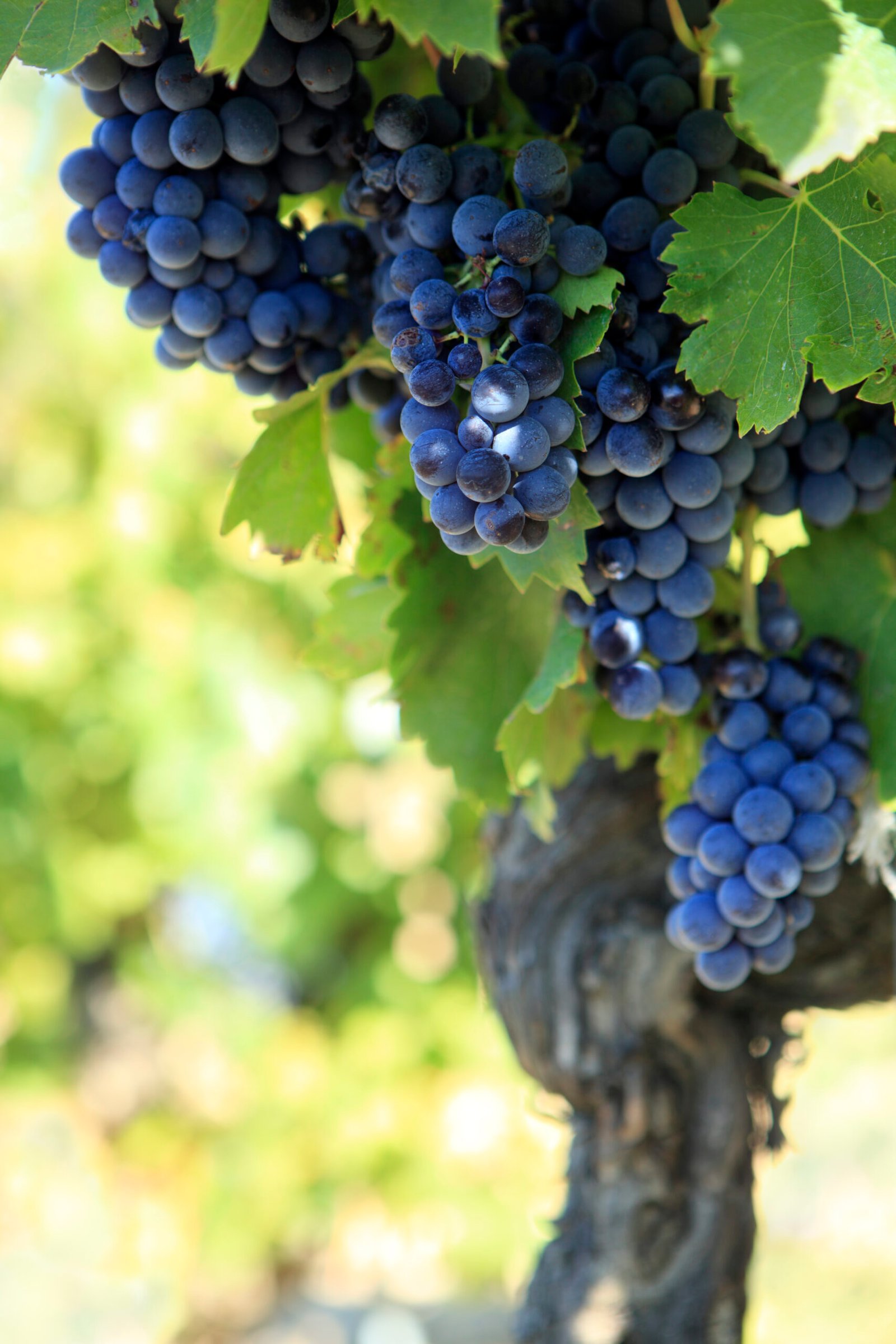 Red wine grapes growing in a vineyard in the Cotes Du Rhone region of southern France.